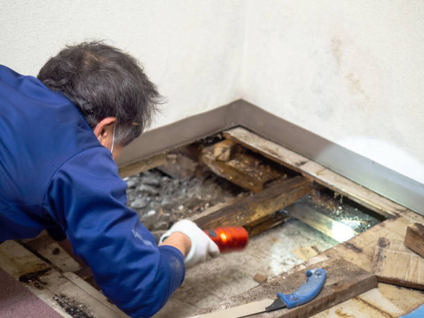 Best Water Damage Restoration  in Northwoods, MO