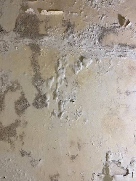 Best Toxic Mold Removal  in Northwoods, MO